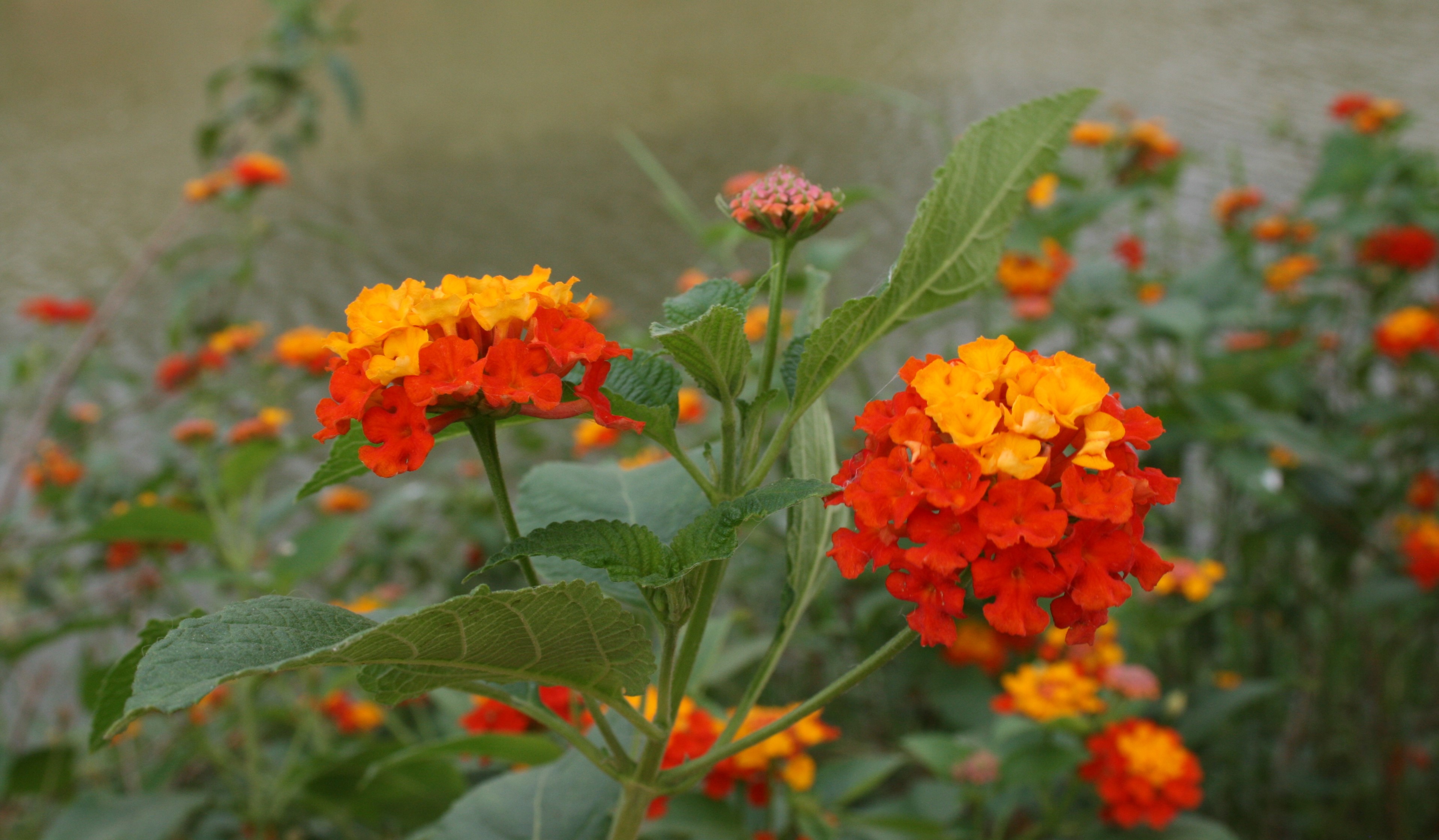 Flowers Ghana Flowers Ghana